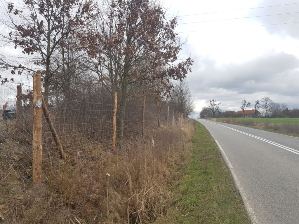 Bariery przeciw ASF w województwie pomorskim. Rolnicy i myśliwi cały czas muszą być czujni