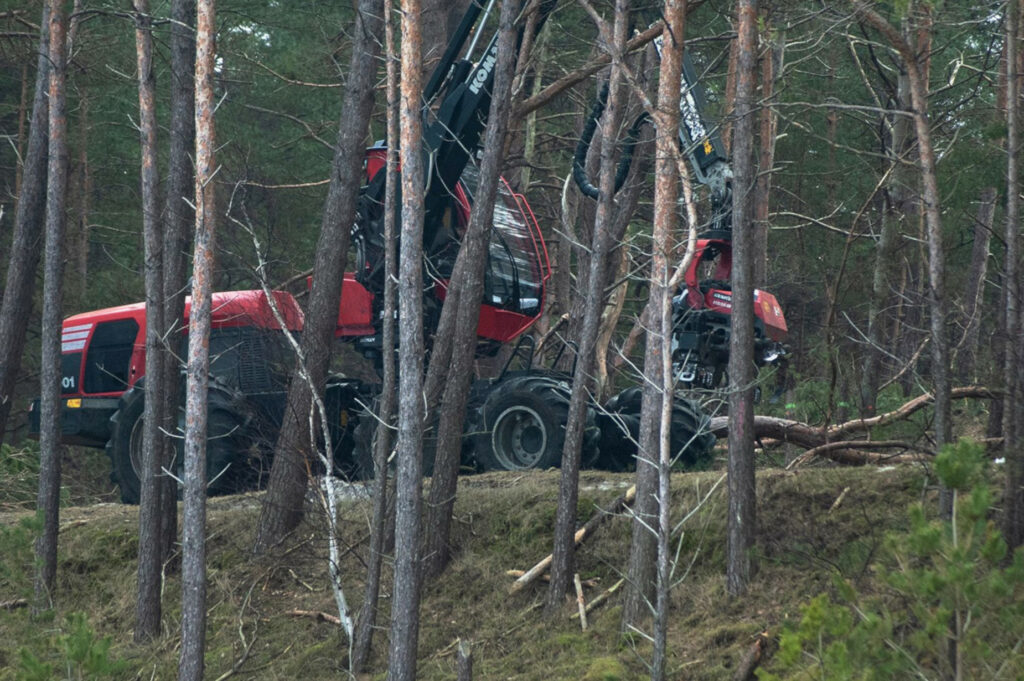 Rząd nie słucha ani Komisji Europejskiej, ani samorządów. Rozpoczęła się wycinka lasów na Mierzei Wiślanej