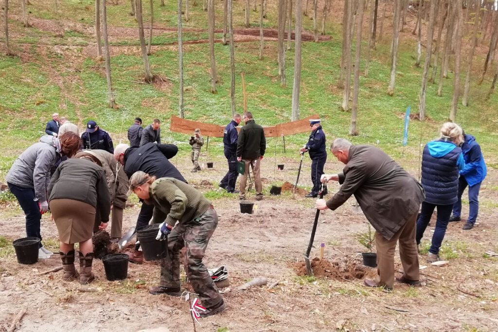 100 drzew posadzono w Gdyni. Mają upamiętniać stulecie odzyskania przez Polskę niepodległości