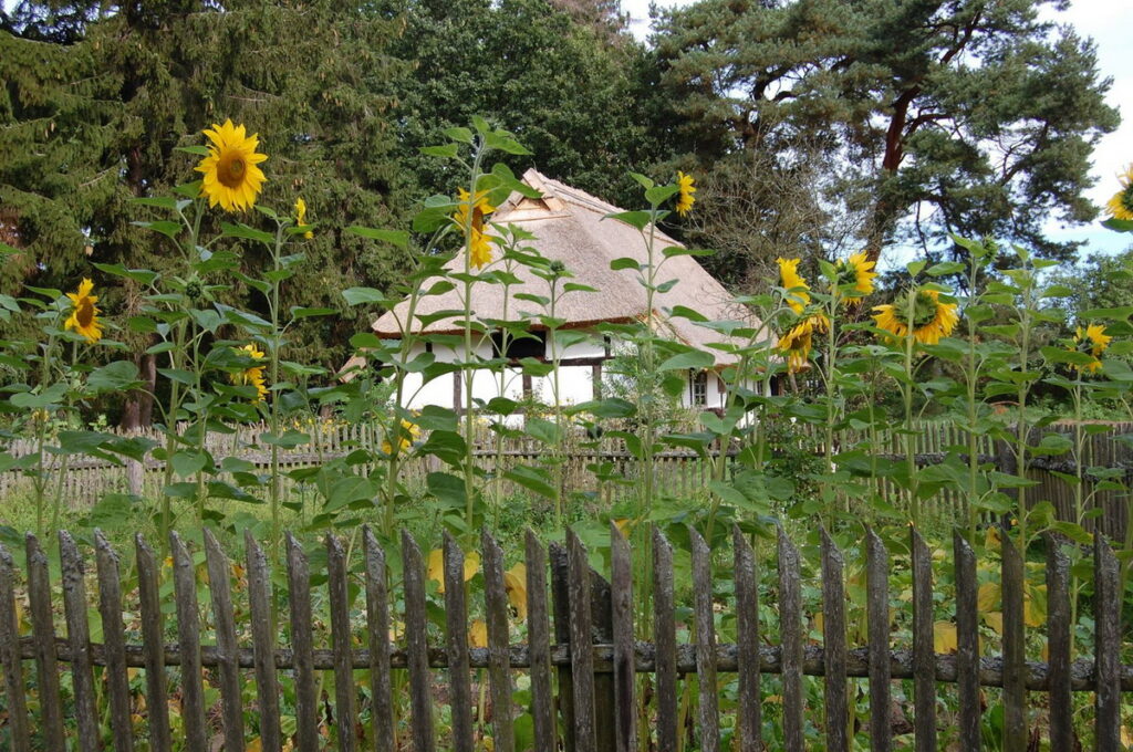 Będzie radośnie, muzycznie i smacznie. Festyn na pożegnanie lata w skansenie w Klukach