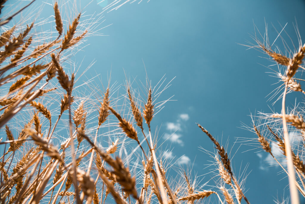 DPROW Newsletter nr 3/2019