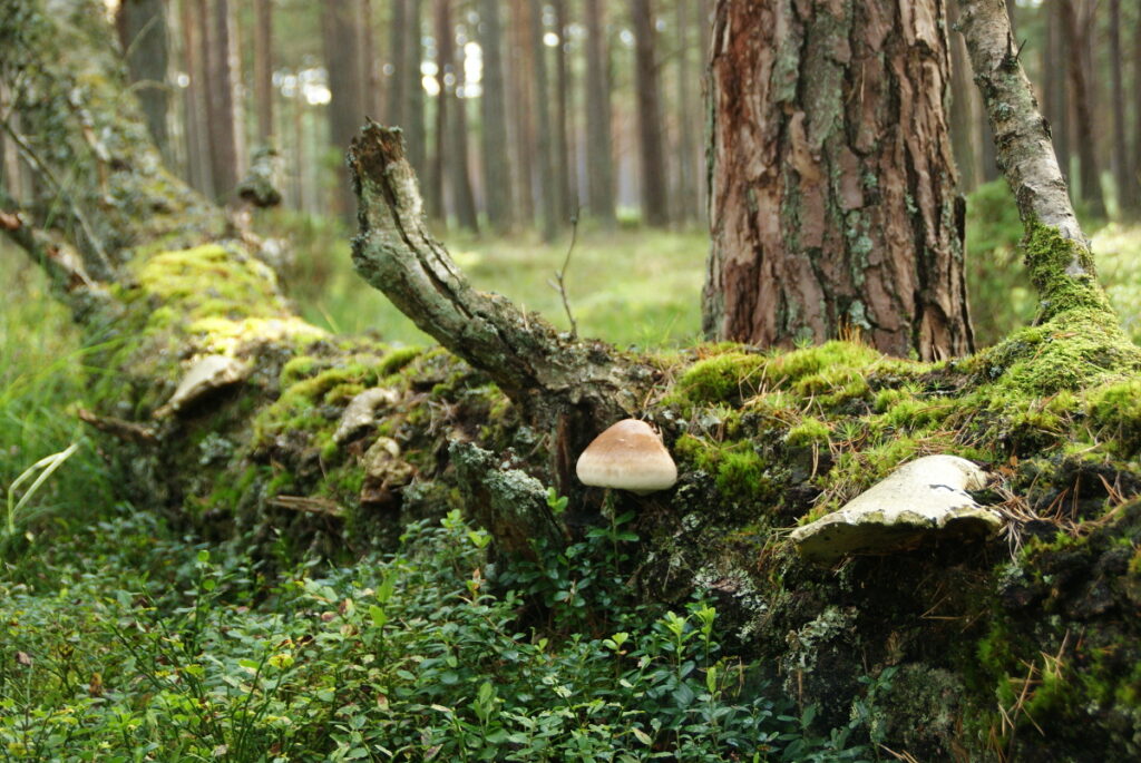 Chrońmy jego ulotne piękno. Trójmiejski Park Krajobrazowy to prawdziwa perła na Pomorzu [FILM]