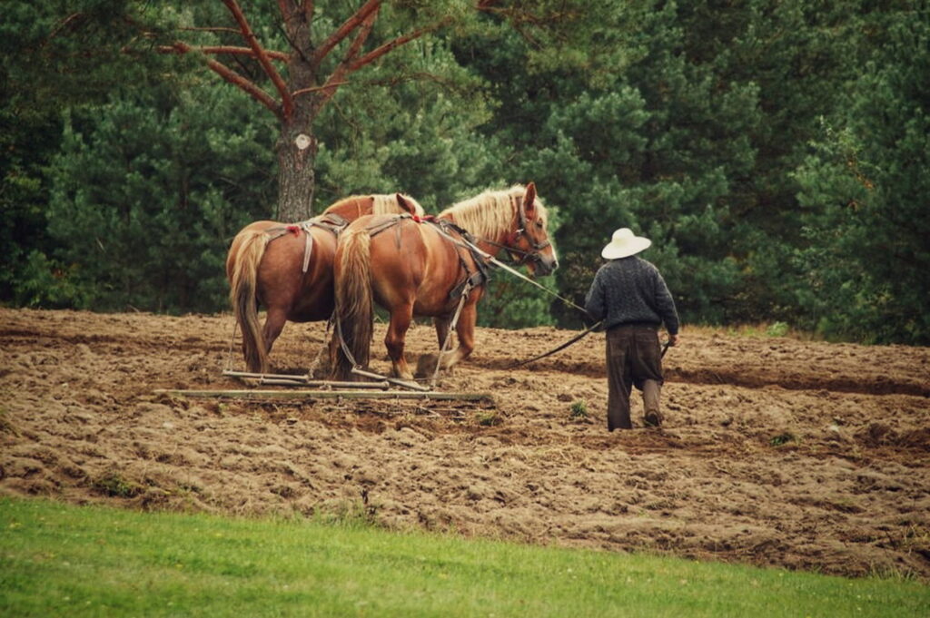 Jak na wykopki, to tylko do Wdzydz. Z motyką na bulwy w weekend