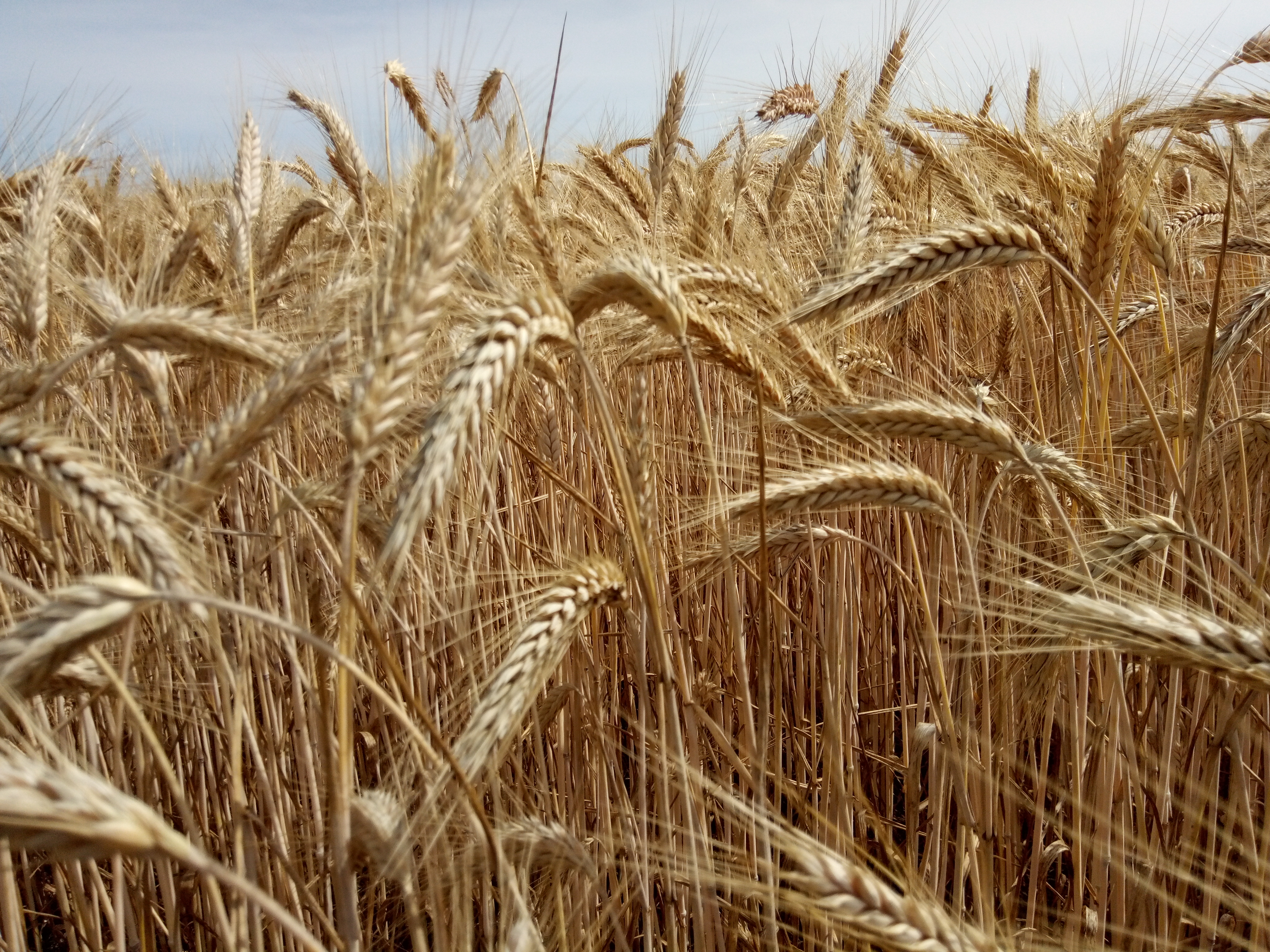 Sejmik pomorski apeluje: nie dla liberalizacji handlu z Mercosur bez zabezpieczeń dla Polski