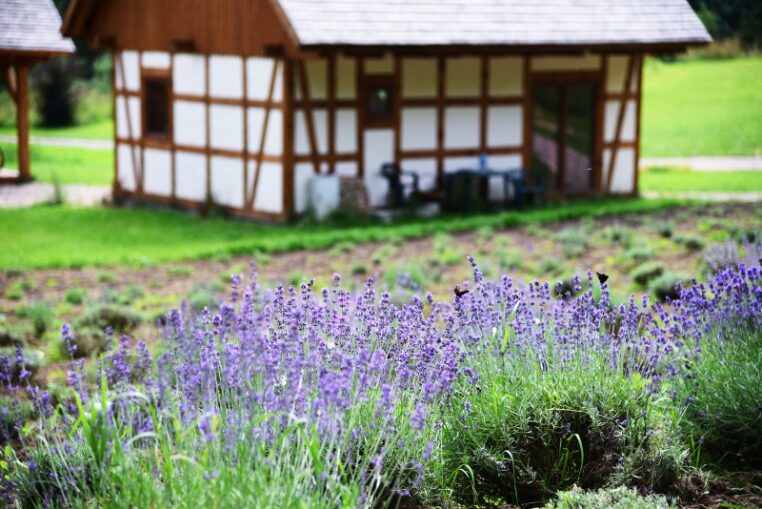 Odkrywamy tajemnice Lawendowej Osady z Przywidza. Jak działa największe pole lawendy w regionie?