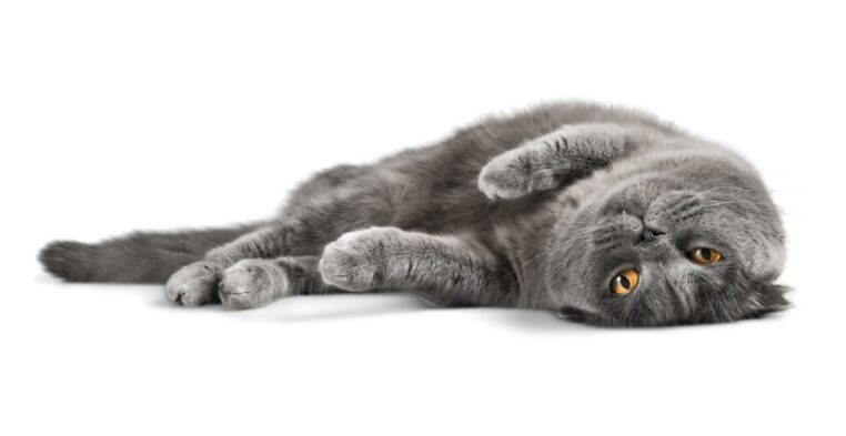 Pomorskie dla Zwierząt 2026. Nowa inicjatywa, która pomoże ograniczyć bezdomność kotów