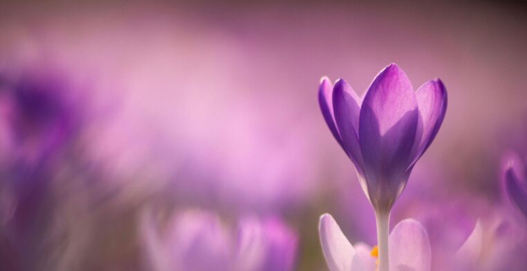 Pierwszy dzień wiosny – coś więcej niż zmiana pory roku