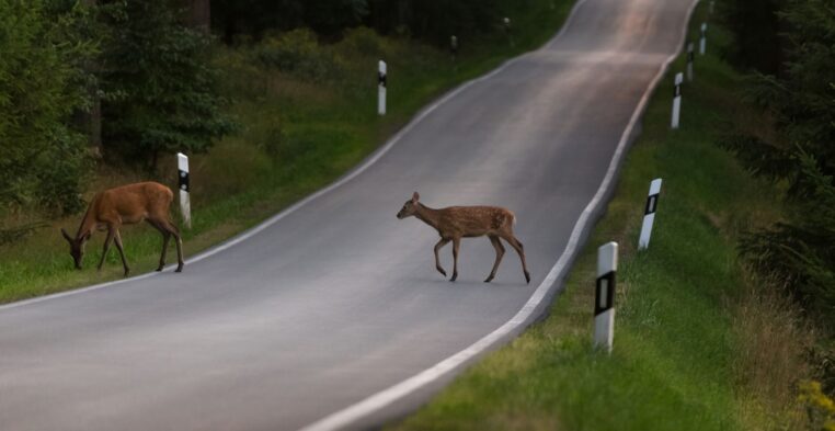 Zwierzęta nie znają znaków drogowych. Zwolnij, bądź czujny